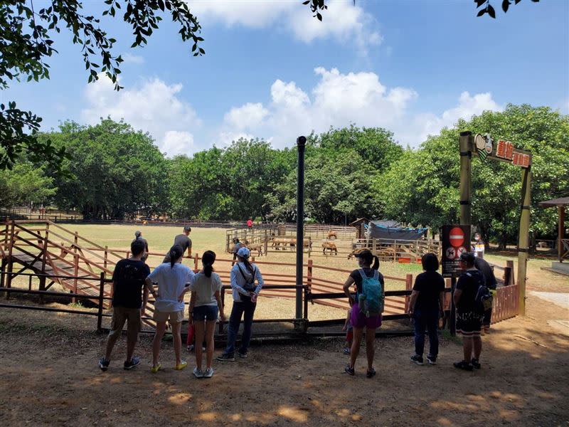 埔心牧場今恢復開園，截至中午有近百名遊客入園，餵食超萌的水豚和羊駝。（圖／埔心牧場提供）