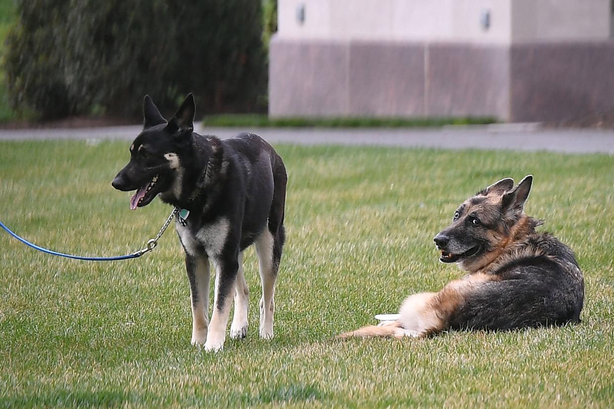 The Bidens’ dogs Champ (R) and Major are seen on the South Lawn of the White House in Washington, DC, on March 31, 2021 (POOL/AFP via Getty Images)