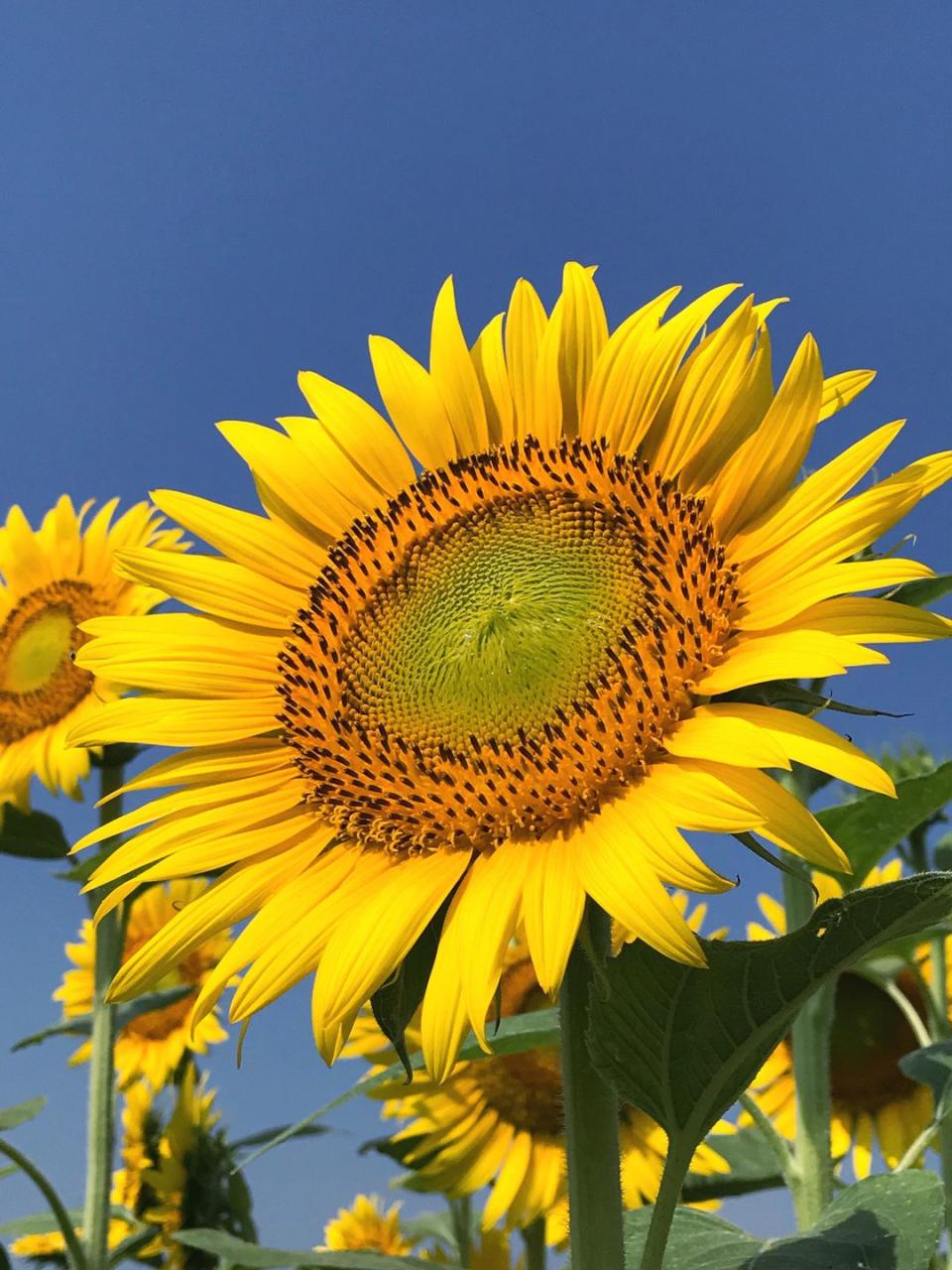 <p>Surprisingly cold-hardy, <a rel="nofollow noopener" href="https://www.housebeautiful.com/uk/garden/plants/a20774926/french-style-sunflowers-sunsation-flame/" target="_blank" data-ylk="slk:sunflower;elm:context_link;itc:0;sec:content-canvas" class="link ">sunflower</a> seedlings often survive spring frosts and you can see the earliest blossoms march to maturity rather than waiting for late summer. These showy blooms can grow to six feet or more in just three months, and they look great in flower beds or along a border.</p><p><a rel="nofollow noopener" href="https://www.amazon.co.uk/SUNFLOWER-GIANT-Yellow-metre-seeds/dp/B001UQ1WIW" target="_blank" data-ylk="slk:BUY NOW;elm:context_link;itc:0;sec:content-canvas" class="link ">BUY NOW</a></p>