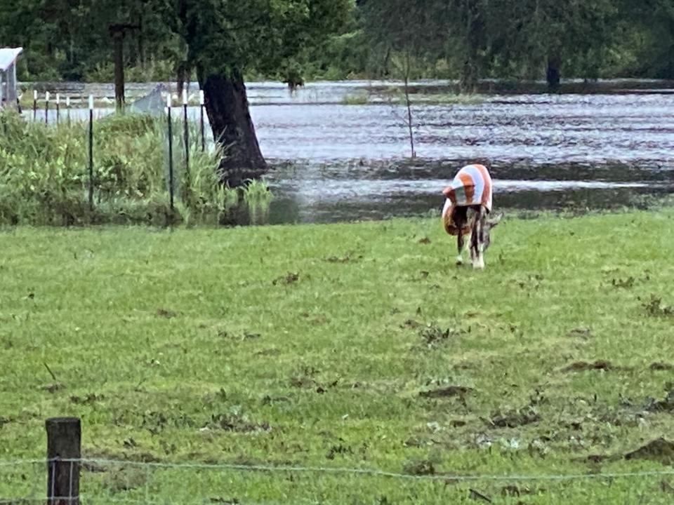 A mule is wrapped in a towel or blanket in a flooded pasture along Old Tampa Highway east of Airport Road on Thursday after Hurricane Ian.