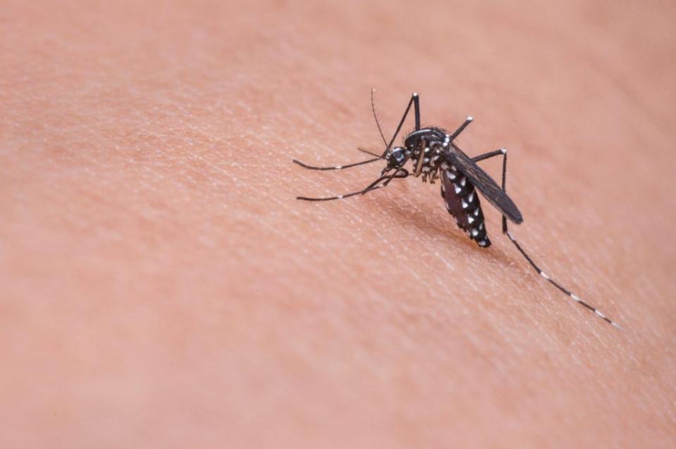 被蚊子咬用錯方法止癢不但無效，恐還會留疤。（圖／示意圖／pixabay）