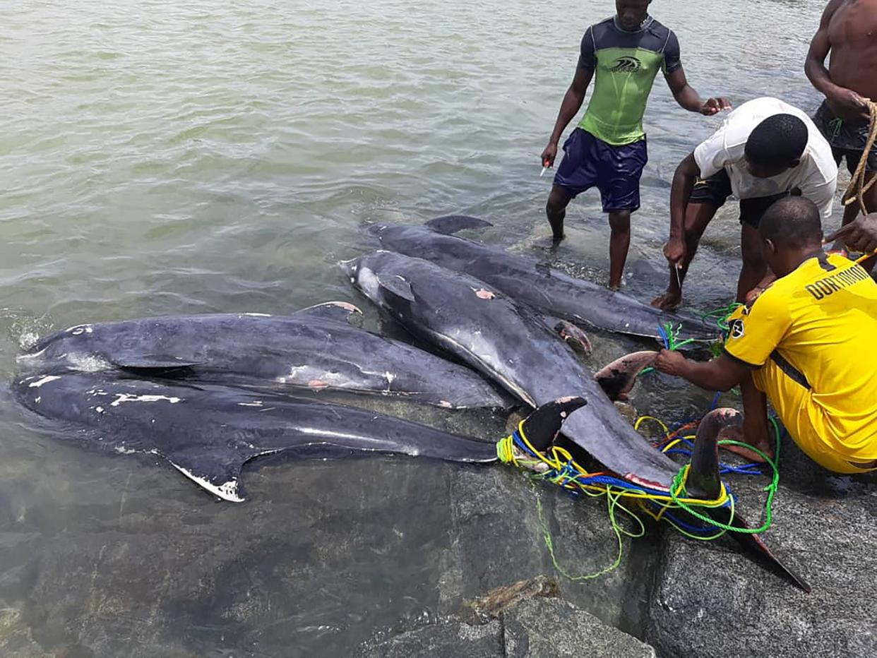 Men inspect dolphin carcasses that washed up on the shores of Axim, Ghana (Eric Quayson via Reuters)