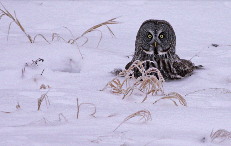 Great Gray Owl, Eastern Manitoba. (<a href="http://www.flickr.com/photos/black_cat_photography/8286775831/in/pool-yahoo-break-news/" rel="nofollow noopener" target="_blank" data-ylk="slk:Photo by Blackcat Photography on Flickr.;elm:context_link;itc:0;sec:content-canvas" class="link ">Photo by Blackcat Photography on Flickr.</a>)