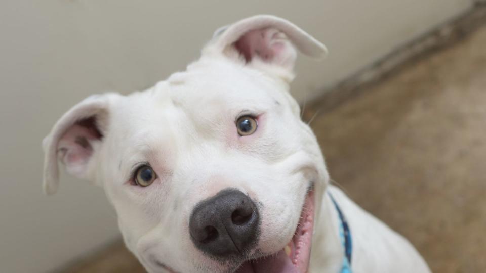 close up of smiling white pit bull, american pit bull terrier american staffordshire terrier, inside with blue collar and tongue hanging out