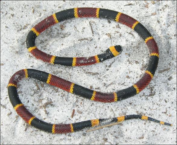 FWC officials say the coral snake’s venom is the most potent of any snake in North America.