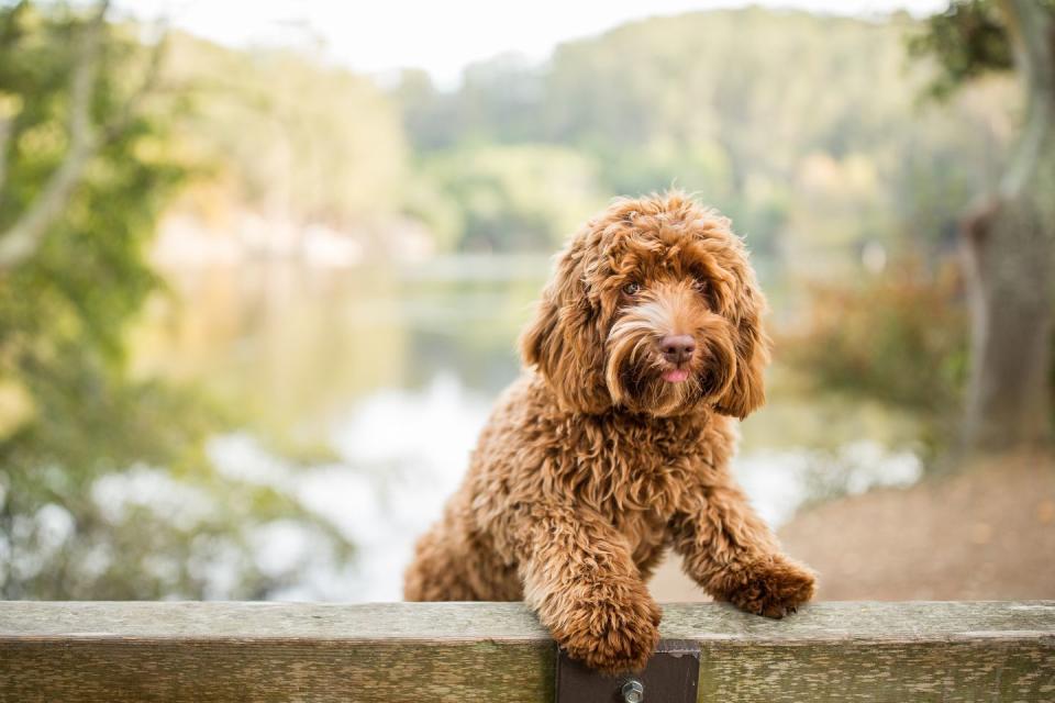 <p><a href="http://www.vetstreet.com/dogs/labradoodle" rel="nofollow noopener" target="_blank" data-ylk="slk:Labradoodles;elm:context_link;itc:0;sec:content-canvas" class="link ">Labradoodles</a> come in all shapes and sizes, according to VetStreet, because they can be bred using <a href="https://www.womansday.com/life/pet-care/g26418410/small-dog-breeds/" rel="nofollow noopener" target="_blank" data-ylk="slk:miniature;elm:context_link;itc:0;sec:content-canvas" class="link ">miniature</a> or standard-sized poodles. Although you never know what genes will be more dominant when cross-breeding, you'll definitely get a Labrador and Poodle mix that is friendly and <a href="https://www.womansday.com/life/pet-care/g26337955/smart-dog-breeds/" rel="nofollow noopener" target="_blank" data-ylk="slk:smart;elm:context_link;itc:0;sec:content-canvas" class="link ">smart</a>.</p>