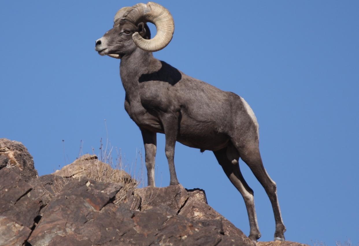 If you go to rams.com, you’ll find information about the Bighorn Ram and not the Los Angeles Rams. (Wikimedia Commons)