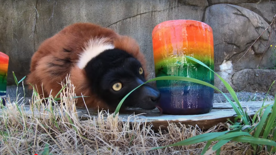 A red ruffed lemur licks a large multicolored popsicle.