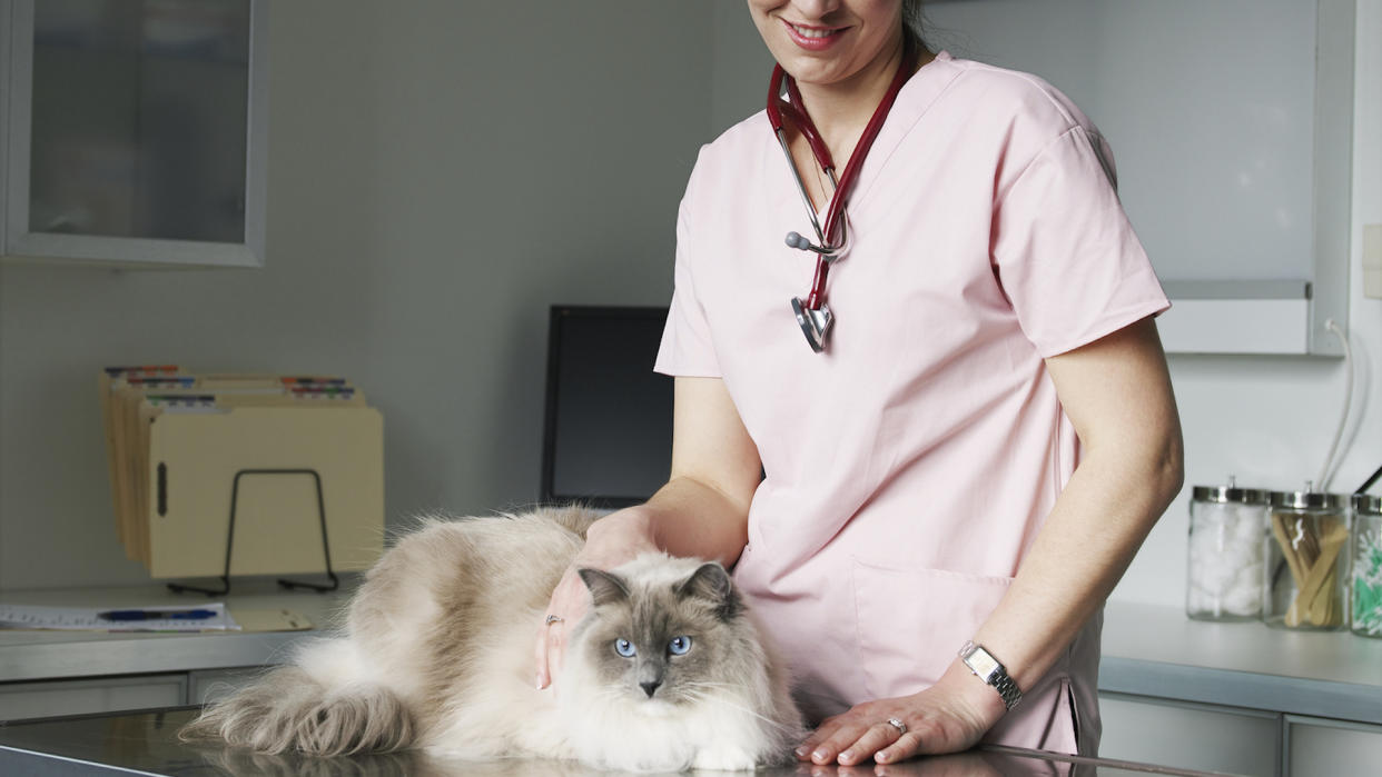 Ragdoll cat at vet