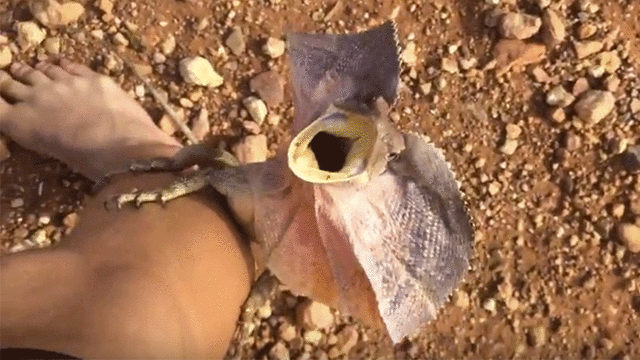 Chaotic video shows man chase lizard through Australia cafe