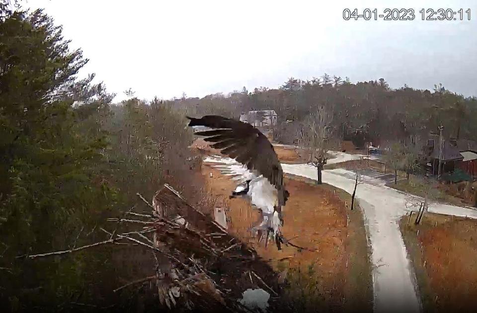 A gust of wind on Saturday sent the Osprey Cam nest crashing to the ground while an osprey takes flight at the Waquoit Bay National Estuarine Research Reserve in East Falmouth. This screen capture has an almost painting-like quality, likely due to the camera vibrating in the wind.