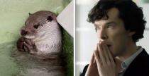 Natürlich gibt es auch Screenshots aus der Kultserie "Sherlock", in der Benedict Cumberbatch den klugen, aber wenig sozial-kompatiblen Meisterdetektiv spielt. Dadurch kam es jedoch zu dieser Gegenüberstellung mit einem Otter. (Bild-Copyright: Tumblr/redscharlach)