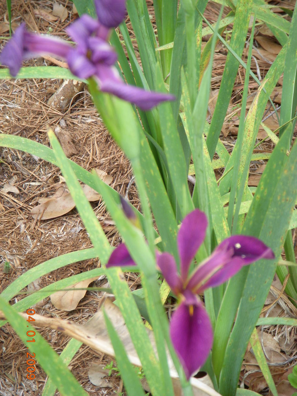 purple iris 2009