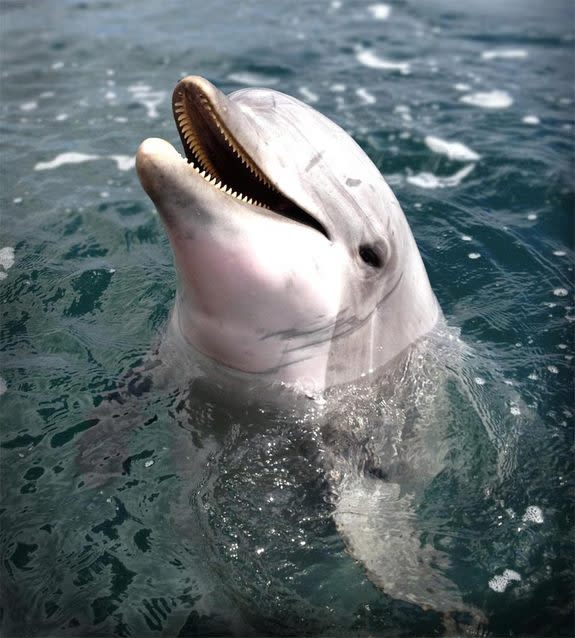 Even after 15 days of remaining alert without snoozing, the two dolphins in the study (a female named Say, shown here, and a male, Nay) used echolocation with near-perfect accuracy.