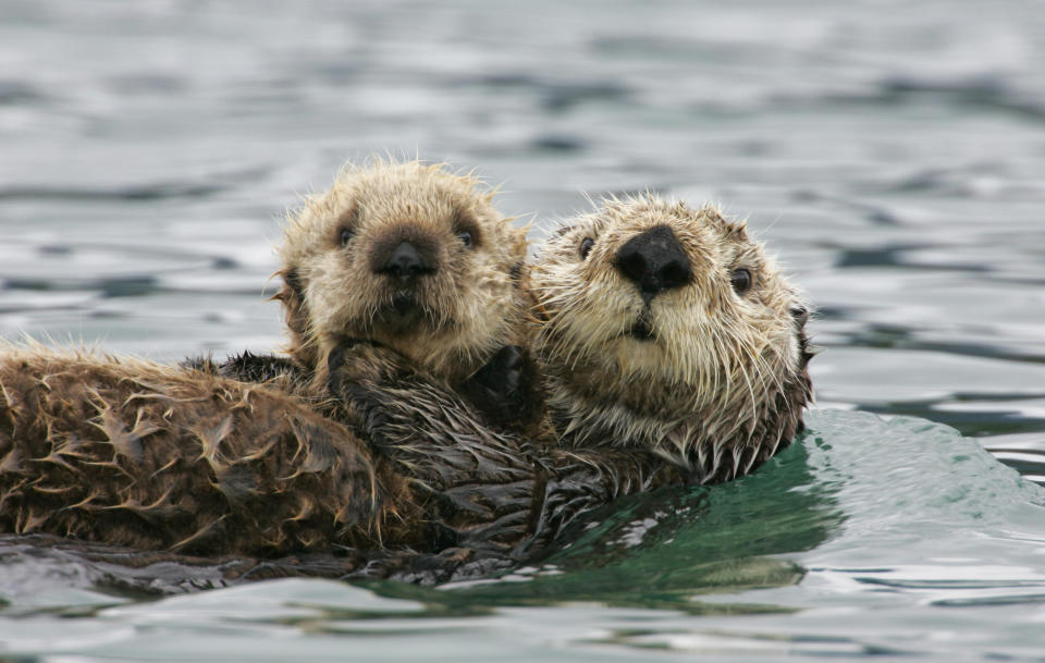 Two sea otters floating on water, one adult and one pup, both looking towards the camera