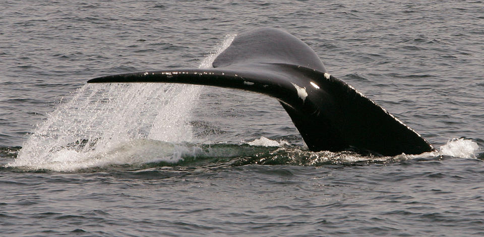 FILE - In this April 10, 2008 file photo, a North Atlantic right whale dives in Cape Cod Bay near Provincetown, Mass. The International Fund for Animal Welfare led the development of a new Whale Alert app for iPhones and iPads, which uses information from underwater microphones off the coast of New England to help mariners avoid striking the mammals. (AP Photo/Stephan Savoia)