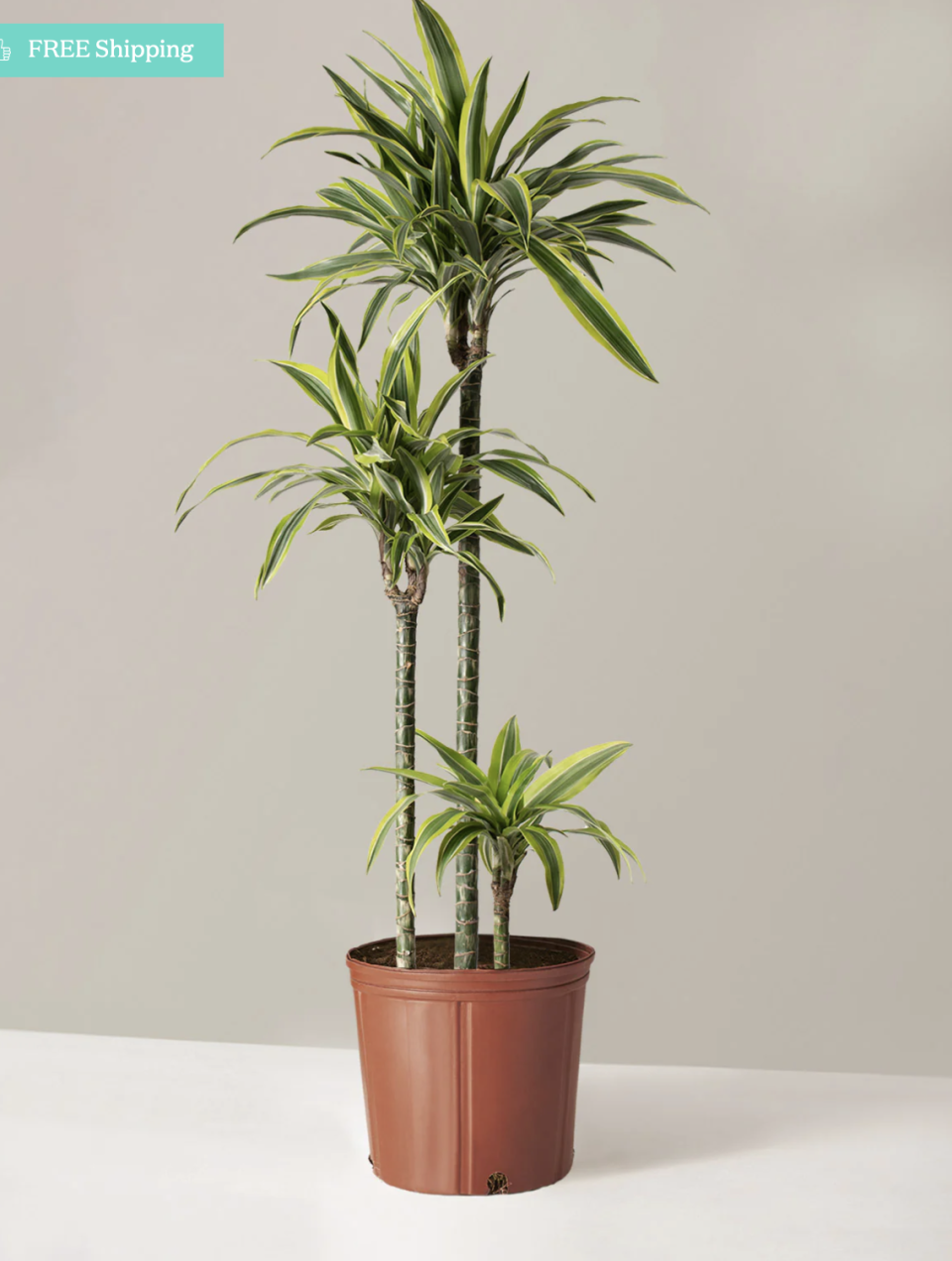 <p><a href="https://go.redirectingat.com?id=74968X1596630&url=https%3A%2F%2Fwww.thesill.com%2Fproducts%2Flarge-dracaena-lemon-lime%3Fvariant%3D40523904843881%26gclid%3DCj0KCQjw4s-kBhDqARIsAN-ipH21szrwX5tUCjC1axUrNYTlq29nhJ93nRpV9qvcwUnfSSsVI-9XwB4aAh7iEALw_wcB&sref=https%3A%2F%2Fwww.housebeautiful.com%2Flifestyle%2Fgardening%2Fg30319232%2Ffront-door-plants%2F" rel="nofollow noopener" target="_blank" data-ylk="slk:Shop Now;elm:context_link;itc:0;sec:content-canvas" class="link ">Shop Now</a></p><p>Large Dracaena Lemon Lime Tree</p><p>The Sill</p><p>$48.00</p><span class="copyright">The Sill</span>