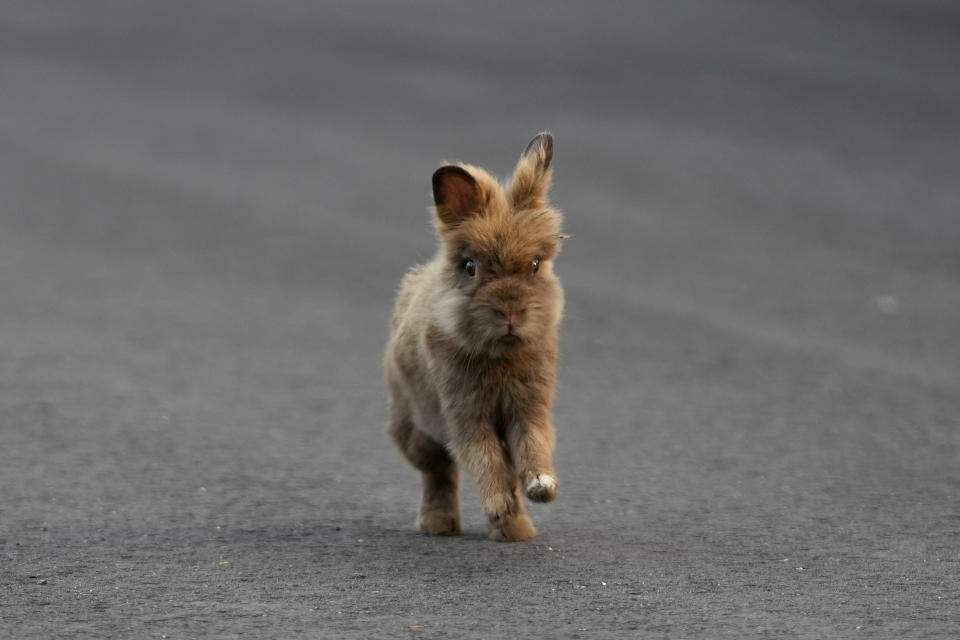 A lionhead rabbit hops down the road, Thursday, July 20, 2023, in Wilton Manors, Fla. Efforts are underway to rescue the domesticated rabbits that have populated a Florida neighborhood. Rescue groups are using traps, hands and sometimes nets to capture the 60 to 100 lionhead rabbits living in a community near Fort Lauderdale. (AP Photo/Wilfredo Lee)