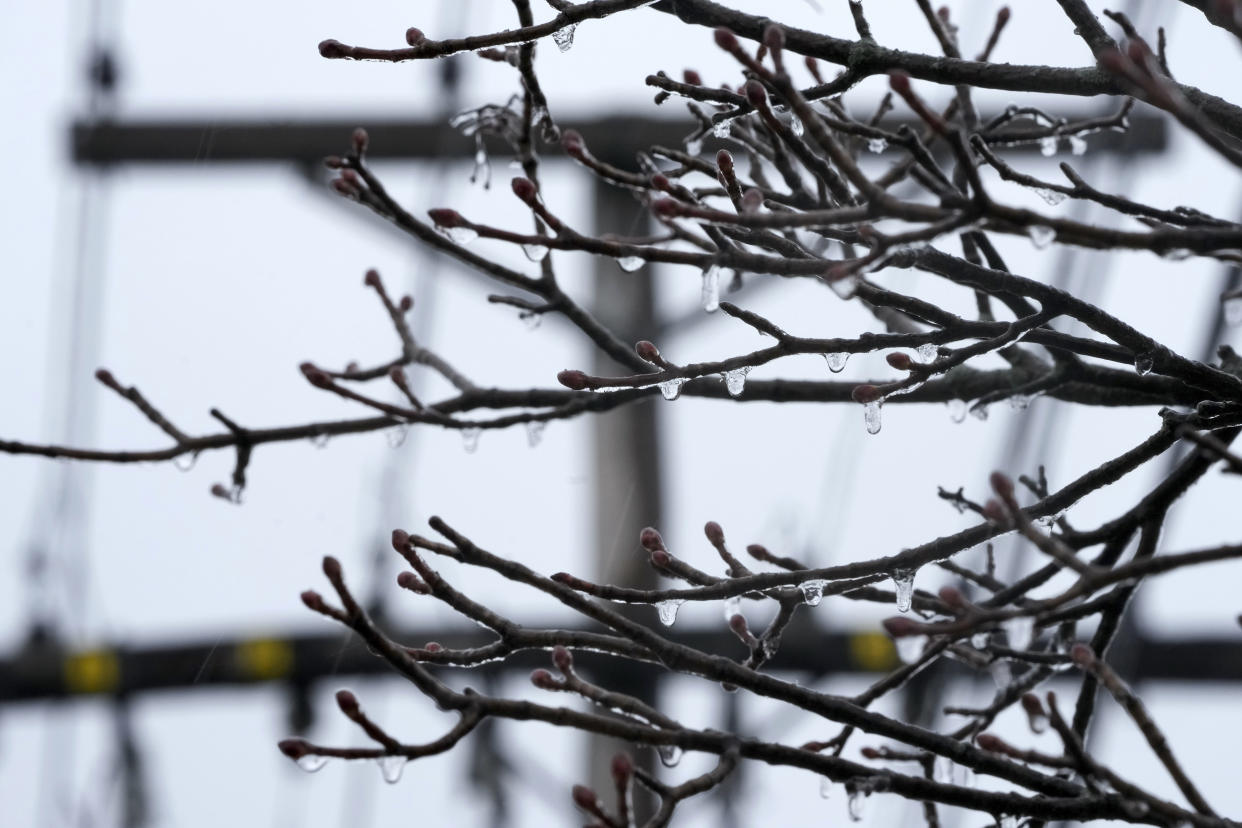 Ice forms on branches of trees near a utility pole as temperatures hover around freezing in Detroit, Monday, Feb. 27, 2023. Some Michigan residents faced a fourth straight day without power as crews worked to restore electricity to more than 165,000 homes and businesses in the Detroit area after last week's ice storm. (AP Photo/Paul Sancya)