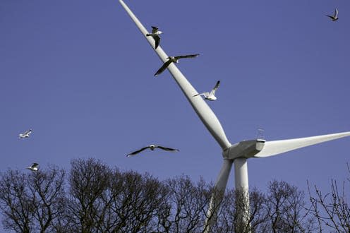   <span class="attribution"><a class="link " href="https://www.shutterstock.com/image-photo/birds-heading-towards-wind-farm-turbine-580206757" rel="nofollow noopener" target="_blank" data-ylk="slk:Ian Dyball/Shutterstock;elm:context_link;itc:0;sec:content-canvas">Ian Dyball/Shutterstock</a></span>