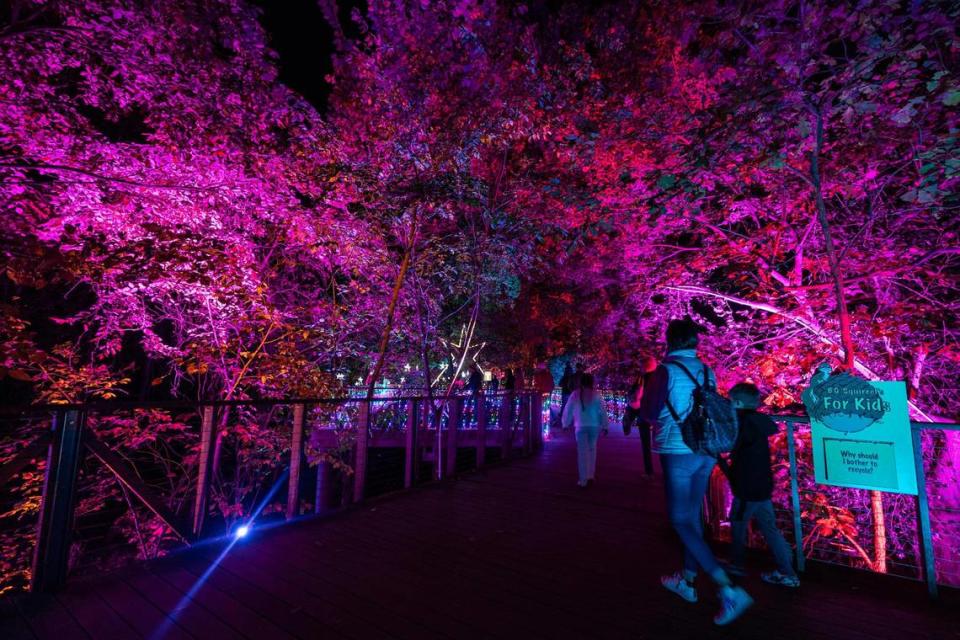 Guests begin to walk through the ‘Winter Galaxy’ display for the Lightscape 2023 event at the Fort Worth Botanic Gardens on Friday, Nov. 24, 2023.