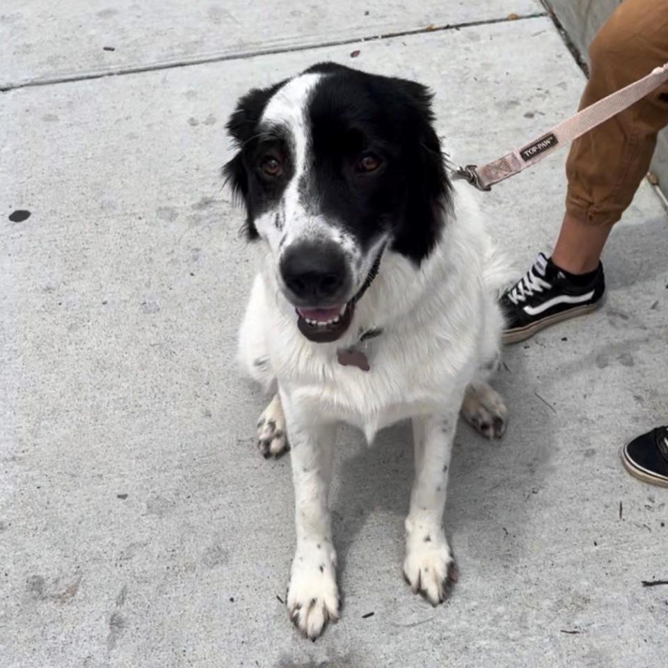 Piper sits takes a break from a walk with her owner in downtown Nashville during CMA Fest on Friday, June 10, 2022.