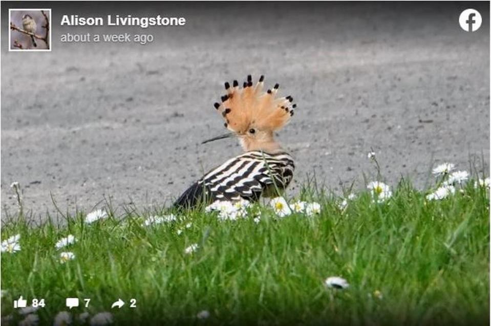 The hoopoe is known for its iconic hair-do and black and white stripes