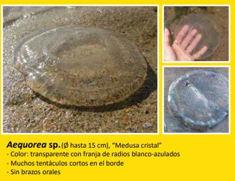Las medusas que se pueden encontrar en las playas de Punta del Este