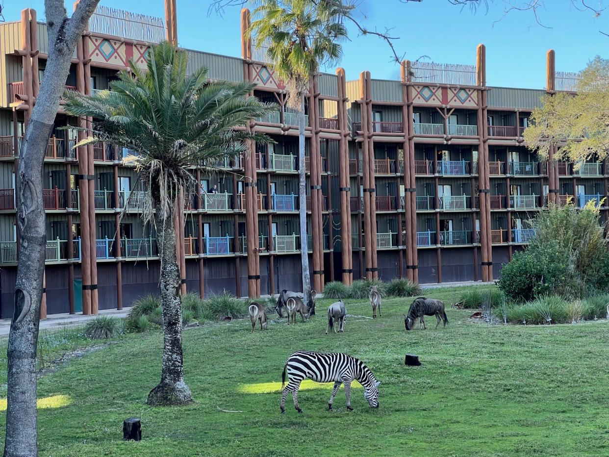 Guests can see an array of animals from savannah view rooms at Disney's Animal Kingdom Lodge.