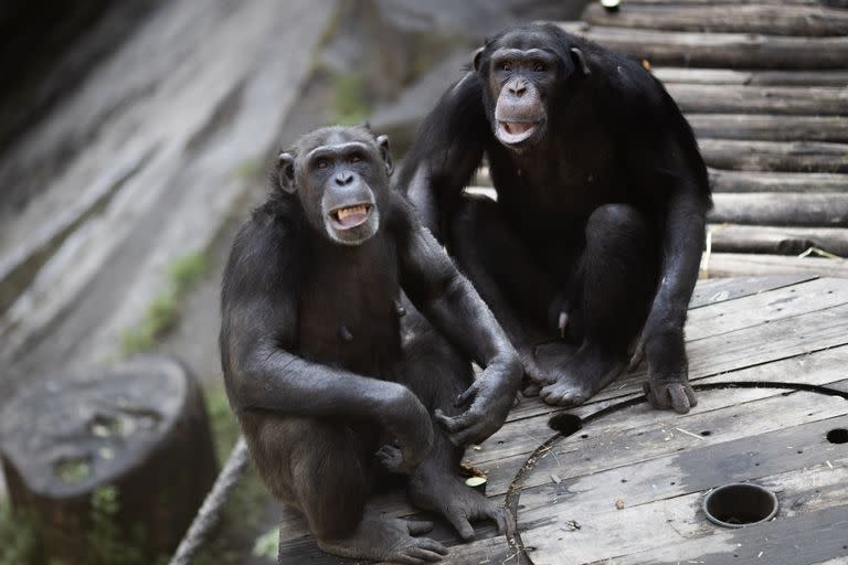 Los chimpancés, en el santuario