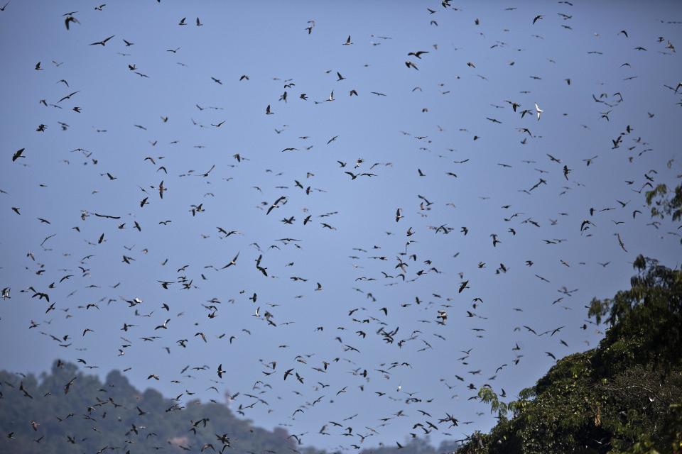 In this Saturday, Nov. 10, 2018, photo, Amur Falcons (Falco amurensis) fly over the Doyang reservoir at Pangti village in Wokha district, in the northeastern Indian state of Nagaland. The 8,000 residents of a remote tribal area in northeastern India are passing through extremely hectic days, playing hosts to millions of the migratory Amur Falcons from Siberia who roost by a massive reservoir before they take off to their final destination—Somalia, Kenya, and South Africa, traversing 22,000 kilometers. (AP Photo/Anupam Nath)