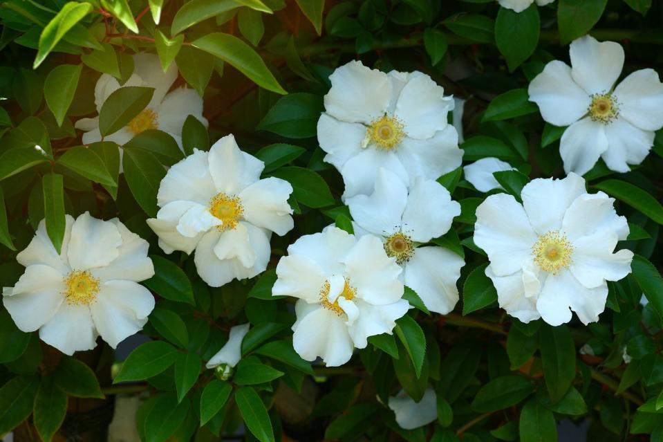 <p>This hardy plant blooms in <a href="https://statesymbolsusa.org/symbol-official-item/georgia/state-flower/cherokee-rose" rel="nofollow noopener" target="_blank" data-ylk="slk:early spring;elm:context_link;itc:0;sec:content-canvas" class="link ">early spring</a>, but be careful—it has thorns.</p>