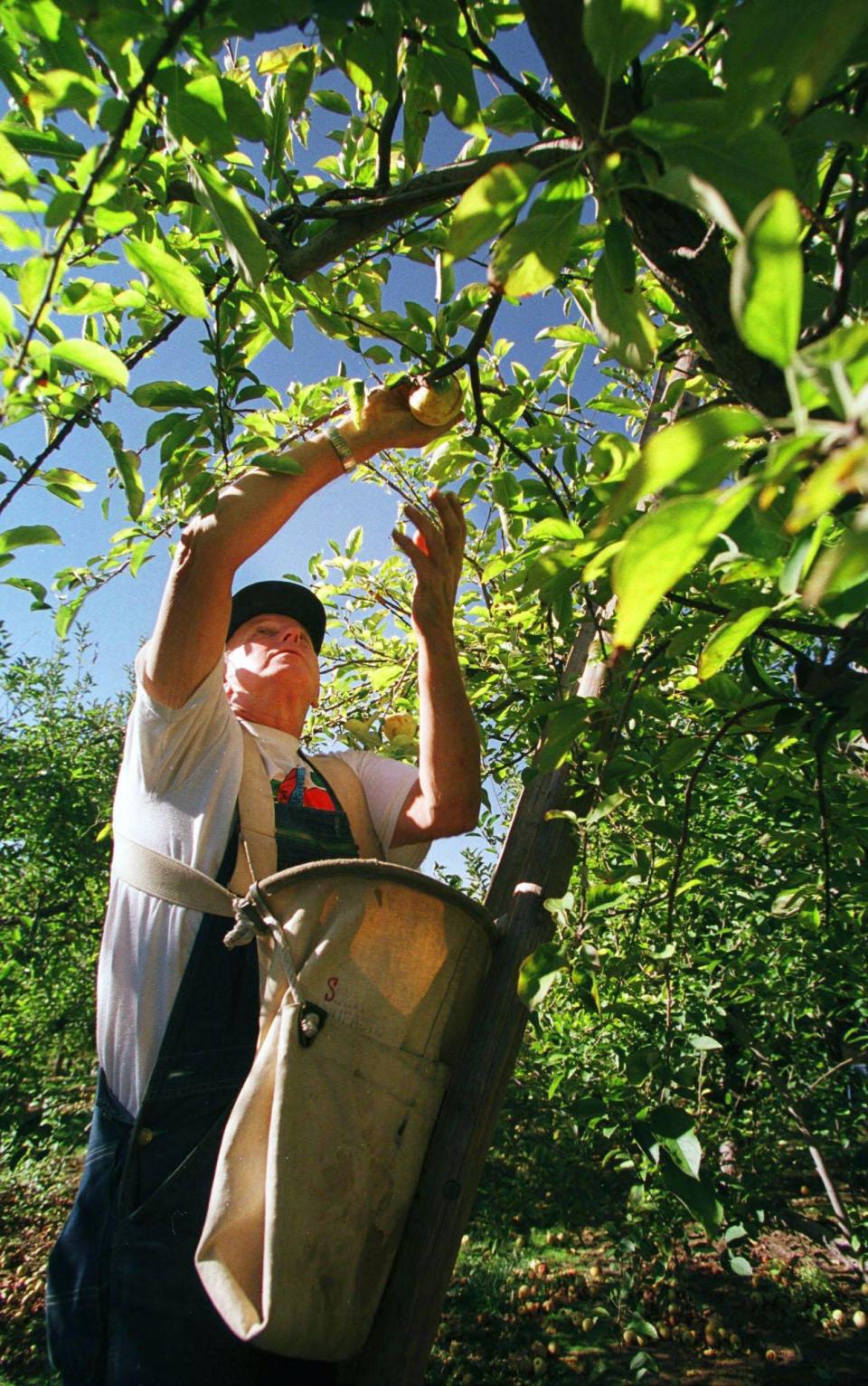 John Sharpe picks apples from one of the 750 apple trees at Breeden's Apple Orchard in Mt. Juliet Oct. 18, 1999. The season is waning, but there are still Yellow Delicious apples to pick.
