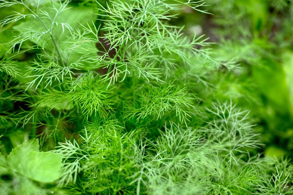 green organic dill growing outdoors close up