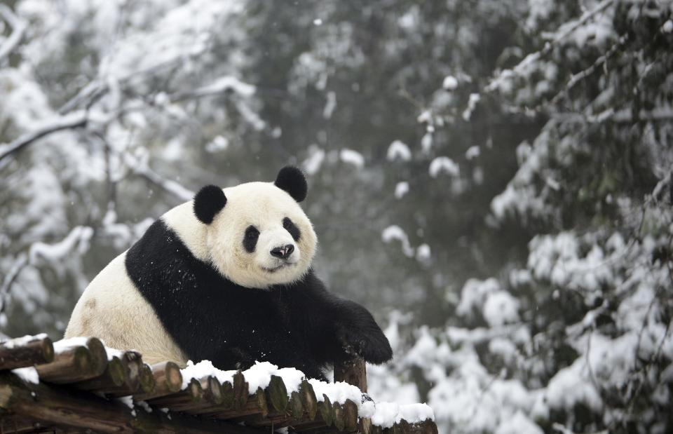 Giant panda Weiwei rests in its enclosure during snowfall at a zoo in Wuhan, Hubei province February 1, 2015. Picture taken February 1, 2015. REUTERS/China Daily (CHINA - Tags: ANIMALS ENVIRONMENT) CHINA OUT. NO COMMERCIAL OR EDITORIAL SALES IN CHINA