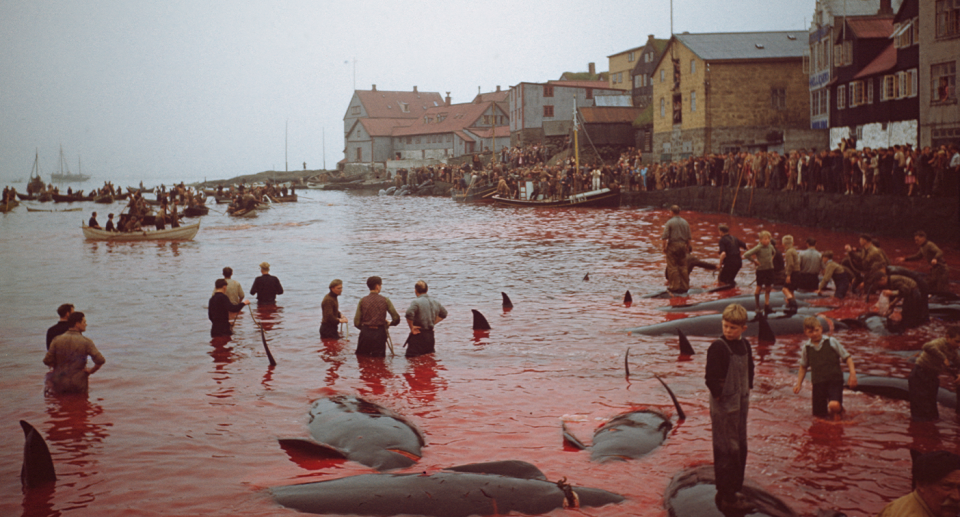 Whalers at Tórshavn in 1947. The waters are red. There are people and dead dolphins in the water.