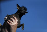 <p>A dog named Rue looks out into the crowd. (Justin Sullivan/Getty Images)</p>