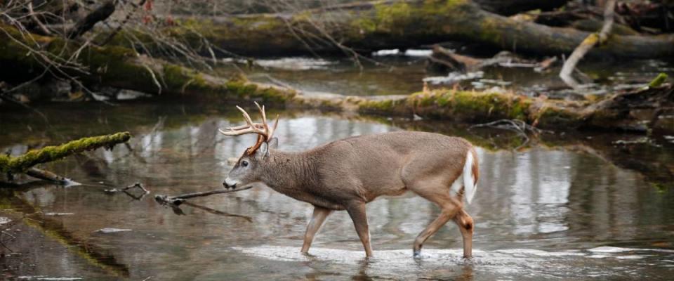 A white-tailed deer walking in a swamp