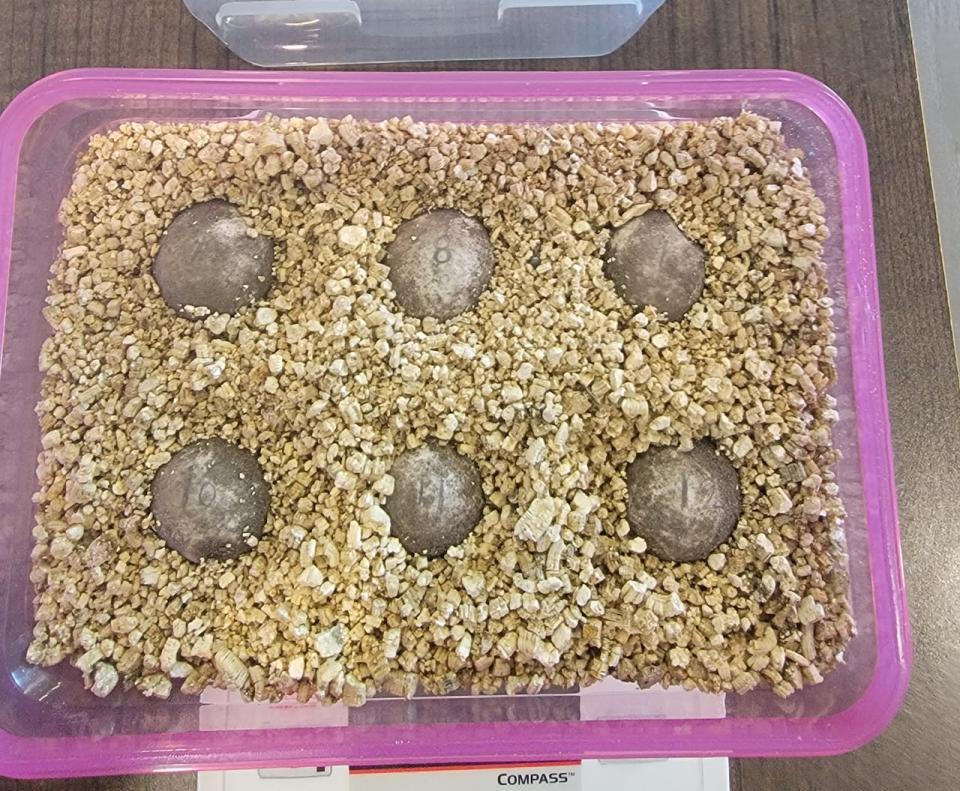 This clutch, or group of eggs produced by a snapping turtle, was relocated and incubated as a way to enhance hatchling survival rates.