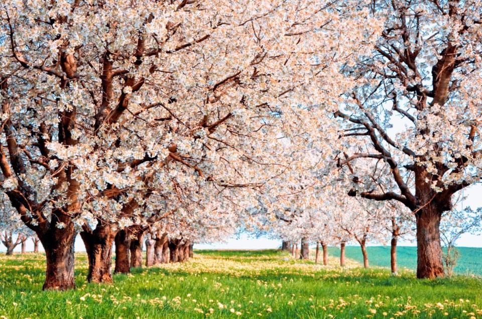 9) Picnicking beneath cherry blossom trees is a Japanese tradition.