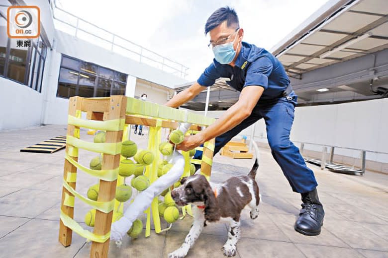 領犬員會安排器材讓幼犬玩樂及訓練。