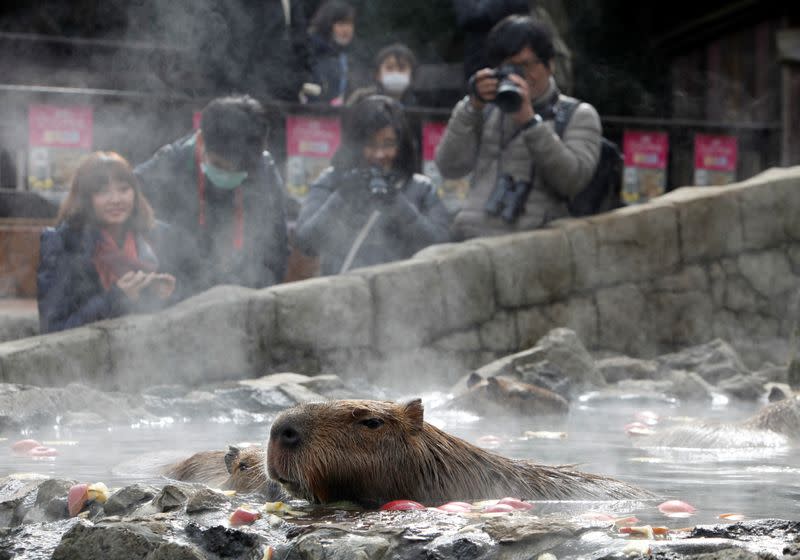 Visitors take photos of capybaras sitting inside a hot tub at Izu Shaboten Zoo in Ito