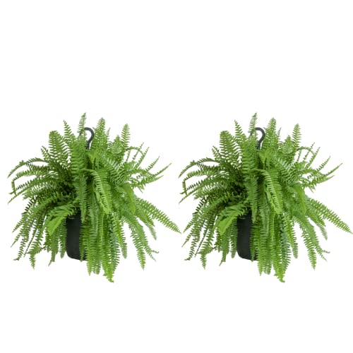 Costa Farms Ferns (2 Pack), Live Premium Boston Fern Plants in Hanging Basket Planters, Houseplants Potted in Soil Potting Mix, Outdoor Garden Gift, Beautiful Home Patio Décor, 16-Inches Tall