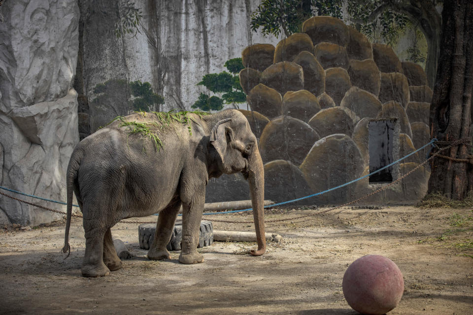 Mali, an elephant that has been in captivity for 45 years, is seen at a zoo converted into a vaccination site on Jan. 19, 2022 in Manila, Philippines. / Credit: / Getty Images