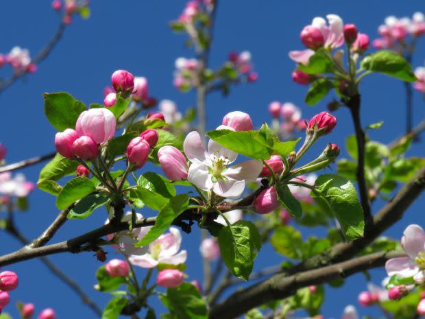 Apple blossom, the Michigan state flower<p><a href="https://unsplash.com/photos/TpUBrmTMiIU" rel="nofollow noopener" target="_blank" data-ylk="slk:Anastasiya Romanova via UnSplash;elm:context_link;itc:0;sec:content-canvas" class="link ">Anastasiya Romanova via UnSplash</a></p>