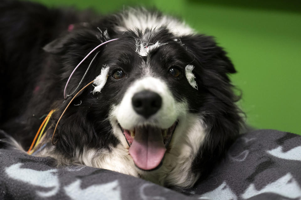 Rohan, the border collie has electrodes attached to his head during an experiment at the department of Ethology of the Eotvos Lorand University in Budapest, Hungary, on Wednesday, March 27, 2024. A new study in Hungary has found that beyond being able to learn how to perform commands, dogs can learn to associate words with specific objects — a relationship with language called referential understanding that had been unproven until now. (AP Photo/Denes Erdos)