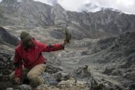 <p>A l'occasion de trois missions auxquelles ont participé une dizaine de scientifiques, des mousses et lichens nouveaux pour le Venezuela ont été trouvés sur le glacier de Humboldt. </p>