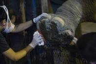 In this Monday Jan. 13, 2020 photo, veterinarians clean and disinfect the foot of Asian elephant Mara, at the former city zoo now known as Ecopark in Buenos Aires, Argentina. Mara will leave her enclosure and be moved to a special sanctuary in Brazil, but before her trip to the neighboring country expected to take place in March, the 55-year-old is undergoing a training process to prepare her for confinement during the 2,500 kilometers road trip, that will last two or three days. (AP Photo/Daniel Jayo)
