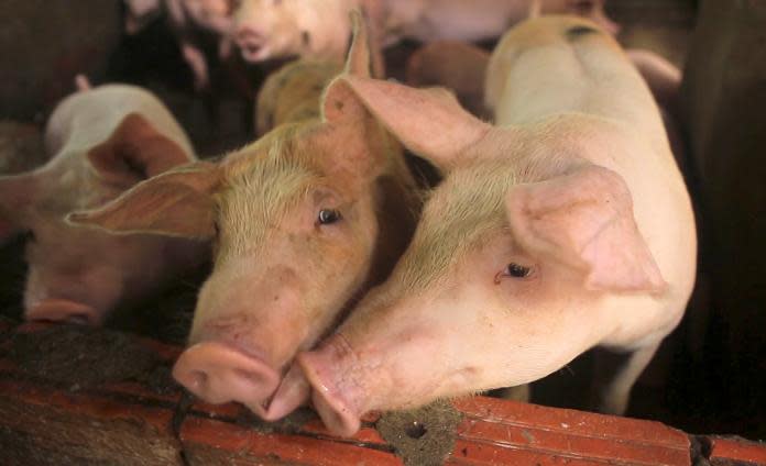 ▲農業部今（1）日表示，今日台灣豬瘟全面拔針已屆滿一週年，農業部將向世界動物衛生組織（WOAH）提出申請成為豬瘟非疫國。（圖／美聯社／達志影像）