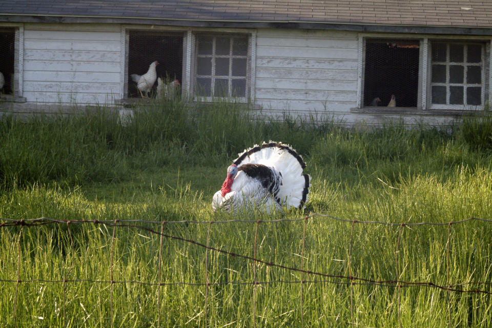 Delaware, Dover, This tom turkey seems to be the center of attention for every hen in the house.